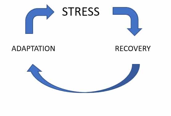 Free Weight Training Routine For Seniors: Stress - recovery - adaptation cycle